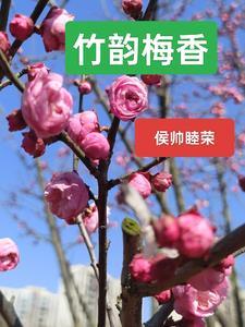 法国航空行李托运规定